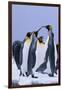 King Penguins-DLILLC-Framed Photographic Print