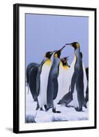 King Penguins-DLILLC-Framed Photographic Print