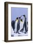 King Penguins-DLILLC-Framed Photographic Print