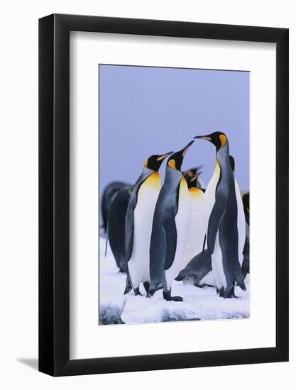 King Penguins-DLILLC-Framed Photographic Print