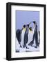 King Penguins-DLILLC-Framed Photographic Print