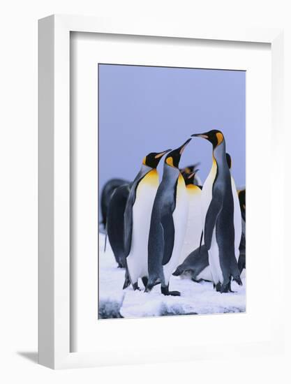 King Penguins-DLILLC-Framed Photographic Print