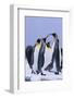 King Penguins-DLILLC-Framed Photographic Print