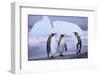 King Penguins-DLILLC-Framed Photographic Print