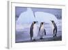 King Penguins-DLILLC-Framed Photographic Print