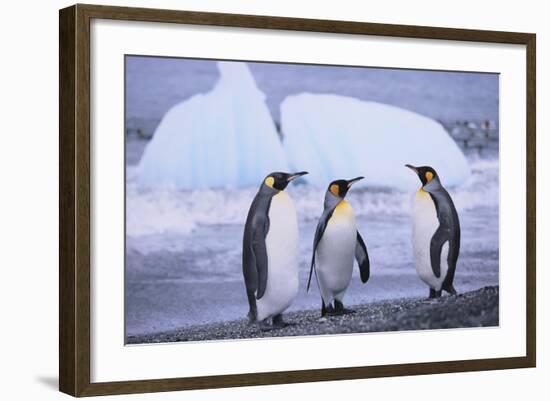 King Penguins-DLILLC-Framed Photographic Print