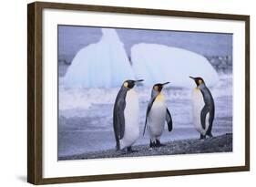 King Penguins-DLILLC-Framed Photographic Print