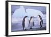 King Penguins-DLILLC-Framed Photographic Print