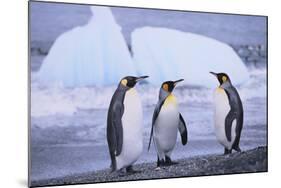 King Penguins-DLILLC-Mounted Photographic Print