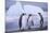 King Penguins-DLILLC-Mounted Photographic Print