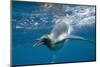 King Penguins-DLILLC-Mounted Photographic Print