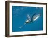 King Penguins-DLILLC-Framed Photographic Print