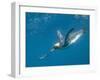 King Penguins-DLILLC-Framed Photographic Print