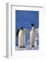 King Penguins-DLILLC-Framed Photographic Print