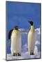 King Penguins-DLILLC-Mounted Photographic Print