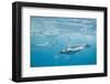 King Penguins-DLILLC-Framed Photographic Print