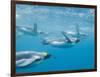 King Penguins-DLILLC-Framed Photographic Print