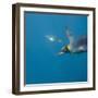 King Penguins-DLILLC-Framed Photographic Print