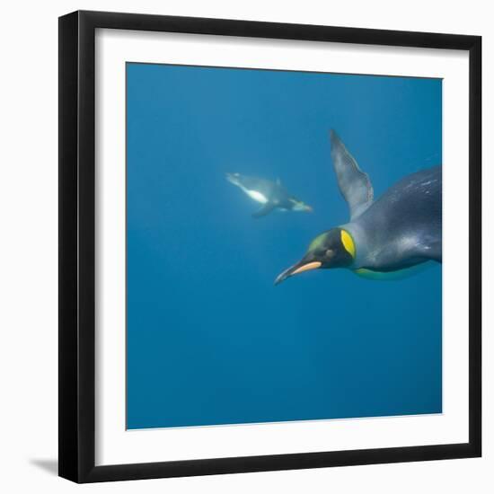 King Penguins-DLILLC-Framed Photographic Print