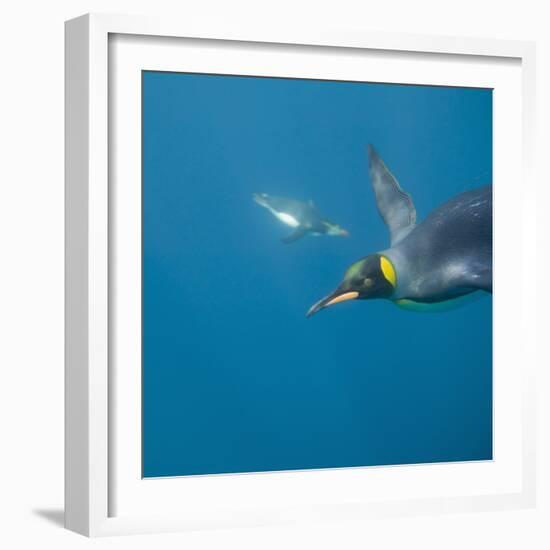 King Penguins-DLILLC-Framed Photographic Print