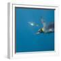 King Penguins-DLILLC-Framed Photographic Print