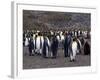 King Penguins-Lynn M^ Stone-Framed Photographic Print