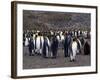 King Penguins-Lynn M^ Stone-Framed Photographic Print