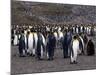 King Penguins-Lynn M^ Stone-Mounted Photographic Print