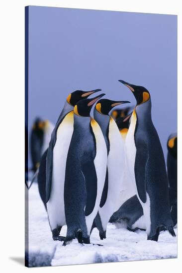 King Penguins-DLILLC-Stretched Canvas