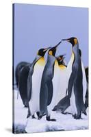 King Penguins-DLILLC-Stretched Canvas