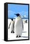 King Penguins-Lantern Press-Framed Stretched Canvas