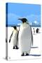 King Penguins-Lantern Press-Stretched Canvas