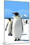 King Penguins-Lantern Press-Mounted Art Print