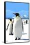 King Penguins-Lantern Press-Framed Stretched Canvas