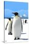 King Penguins-Lantern Press-Stretched Canvas