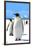 King Penguins-Lantern Press-Framed Art Print