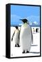 King Penguins-Lantern Press-Framed Stretched Canvas