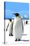 King Penguins-Lantern Press-Stretched Canvas