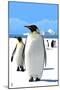 King Penguins-Lantern Press-Mounted Art Print