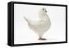 King Pigeon White-null-Framed Stretched Canvas