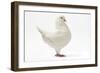 King Pigeon White-null-Framed Photographic Print