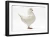 King Pigeon White-null-Framed Photographic Print