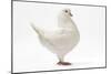 King Pigeon White-null-Mounted Photographic Print