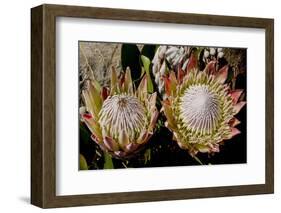 King Protea National Flower Of South Africa-Charles Bowman-Framed Photographic Print