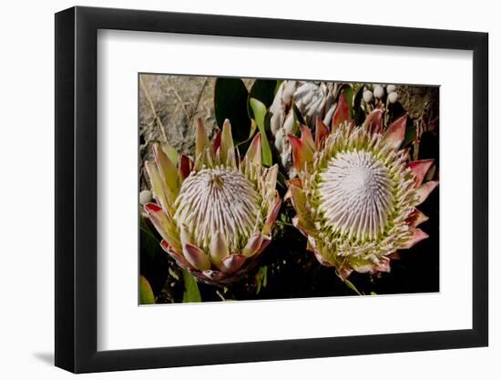 King Protea National Flower Of South Africa-Charles Bowman-Framed Photographic Print