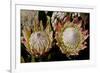 King Protea National Flower Of South Africa-Charles Bowman-Framed Photographic Print