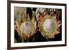 King Protea National Flower Of South Africa-Charles Bowman-Framed Photographic Print