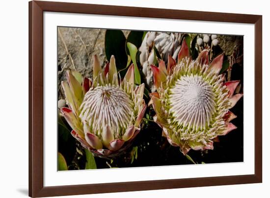 King Protea National Flower Of South Africa-Charles Bowman-Framed Photographic Print