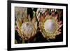 King Protea National Flower Of South Africa-Charles Bowman-Framed Photographic Print