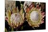 King Protea National Flower Of South Africa-Charles Bowman-Mounted Photographic Print